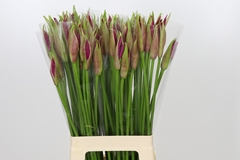 Nerine Mister Nick 70cm