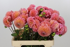 Dahlia Linda's Baby 55cm