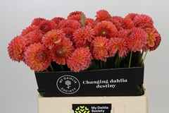 Dahlia Santa Lucia 60cm