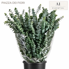 Eucalyptus Baby Blue Per Bunch 70cm 400gr.