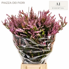 Erica Pink 55cm