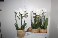 Phalaenopsis Cascade 12Ø 55cm 2st