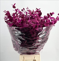 Eucalyptus Cinerea Painted Cerise Per Bunch 70cm 200gr.