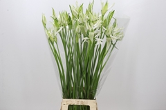 Nerine Like A Virgin 80cm