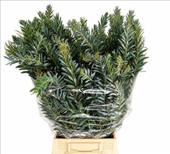 Acacia Luna Dargento Per Bunch 70cm 200gr.