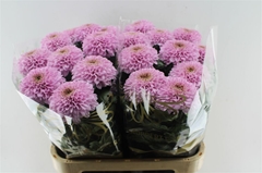 Chrysanth Single Marielle 85cm 145gr.