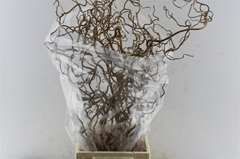 Corylus Contorta 100cm 2-year