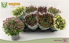 Chrysanth Mix 5 Colours 12Ø 25cm