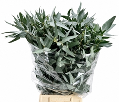 Eucalyptus Gloria Per Bunch 50cm 150gr.