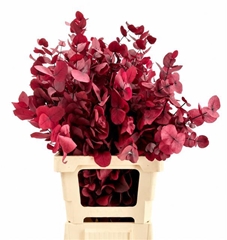 Eucalyptus Cinerea Cerise Per Bunch 70cm 150gr.