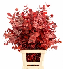 Eucalyptus Cinerea Red Per Bunch 70cm 150gr.