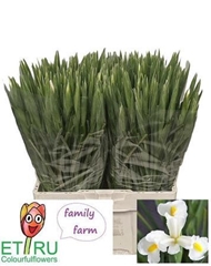 Iris White Magic 57cm 40gr.