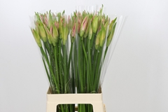 Nerine Vesta K 70cm