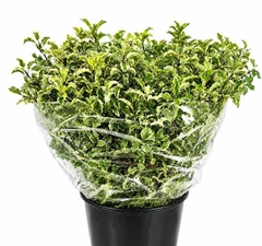 Pittosporum Nigra Per Bunch 50cm 150gr.