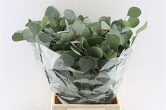 Eucalyptus Polyanthemos Per Bunch 50cm 150gr.