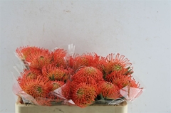Leucospermum Succession 50cm