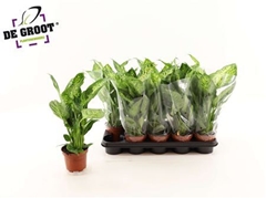 Dieffenbachia Compacta 12Ø 45cm