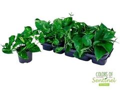 Epipremnum Aureum 12Ø 20cm