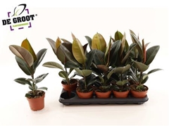 Ficus Robusta 12Ø 45cm
