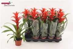 Guzmania Allura 12Ø 45cm