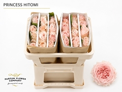 Rosa Garden Princess Hitomi 50cm