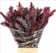 Acacia Decurrens Green 70cm 200gr.