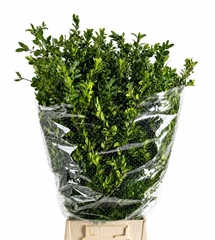 Buxus Sempervirens Per Bunch 65cm 300gr.