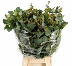 Eucalyptus Populus With Berry Per Bunch 45cm 150gr.