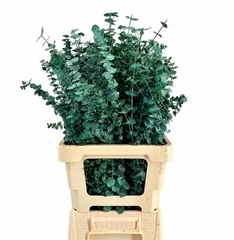 Eucalyptus Baby Blue Green Per Bunch 70cm 150gr.