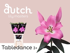 Lily Oriental Tabledance 85cm 3+