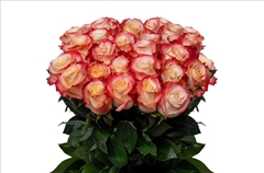 Rosa Cabaret 40cm