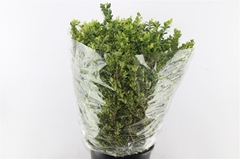 Buxus Sempervirens Per Bunch 60cm 400gr.
