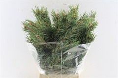Pinus Mugo Per Bunch 60cm 400gr.