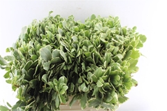 Pittosporum Tobira Ilan 60cm