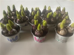 Hyacinthus Mix 12Ø 13cm 3pp
