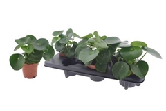 Peperomia Polybotrya Raindrop 12Ø 22cm