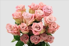 Rosa Faith 40cm