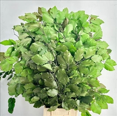 Fagus Green Per Bunch 75cm 150gr.
