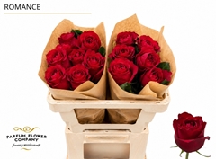 Rosa Garden Romance 50cm