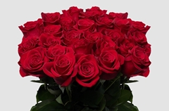 Rosa Freedom 70cm
