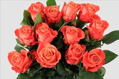 Rosa Orange Crush 40cm