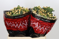 Hypericum Mellow Romance 60cm