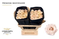 Rosa Garden Quicksand 50cm