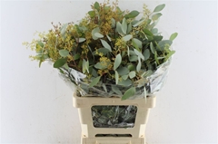 Eucalyptus Populus Berry Per Bunch 70cm 200gr.