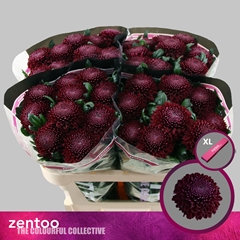 Chrysanth Single Poker 70cm 75gr.