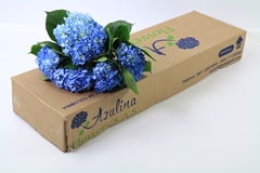 Hydrangea Shocking Blue 60cm 16cm Hd