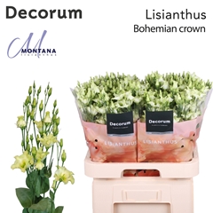 Eustoma Single Bohemian Crown 70cm