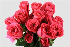 Rosa Pink Floyd! 50cm