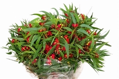 Eucalyptus Cinesino With Berry Per Bunch 65cm 300gr.