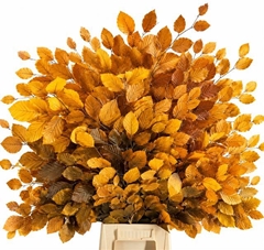 Fagus Yellow Per Bunch 75cm 150gr.